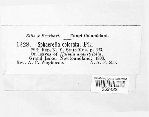 Mycosphaerella colorata image